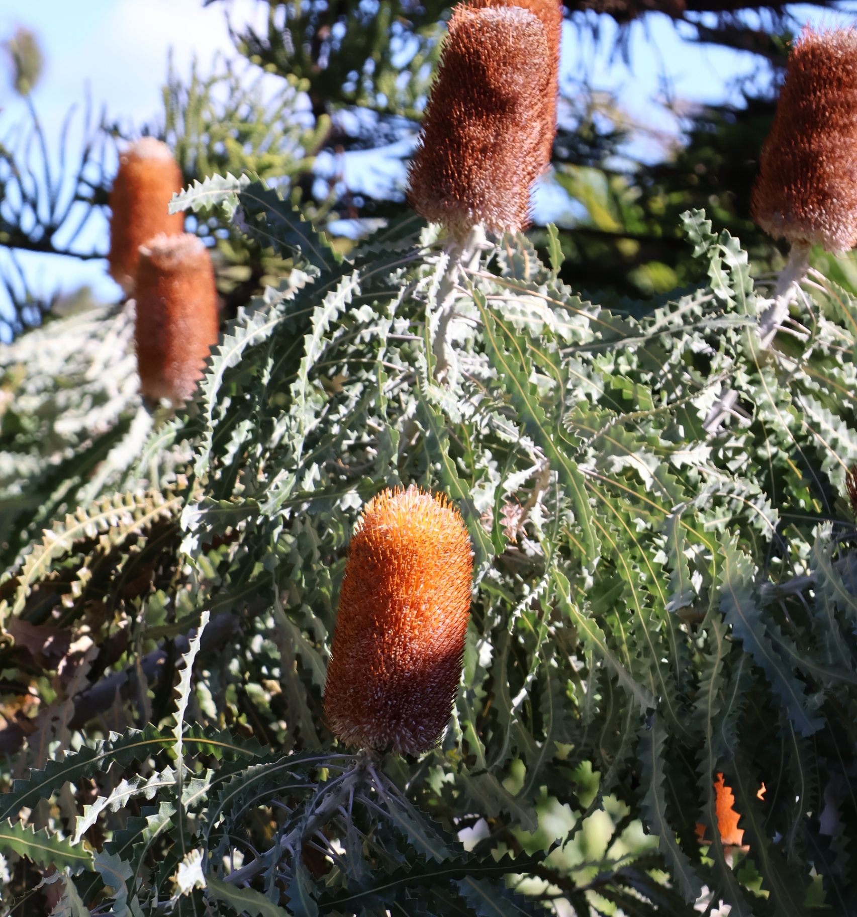 Banksia plants in the native garden around the practice